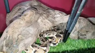 Tanzanian Puff Adder 