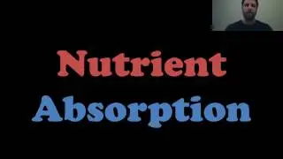 Nutrient Absorption