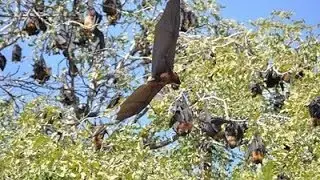 Megabats in Sri Lanka
