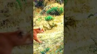 #shortsfeed #shortvideo #status #trendingvideo #trending #animal #youtube #sports #like #love#