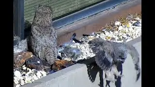Owlet falls off ledge at DRI GHO nest. 17.05 / 23 April 2018