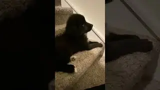 Volume up😀learning to Talk 🐶Bark ❤️😍#puppyvideos #dogvideos#puppyvideos