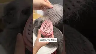 This Brush SPRAYS Water?! Cat Grooming Just Got Genius!  #cat