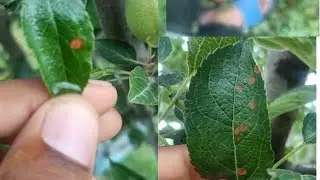How we control alternaria in apple orchards