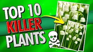 Top 10- Most Dangerous Plants