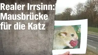 Realer Irrsinn: Die Haselmausbr&uuml;cke von Vilshofen | extra 3 | NDR