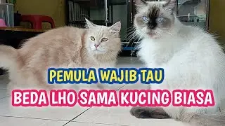 PERAWATAN HARIAN UNTUK KUCING PERSIA| 5 HAL WAJIB KAMU LAKUKAN SETIAP HARI
