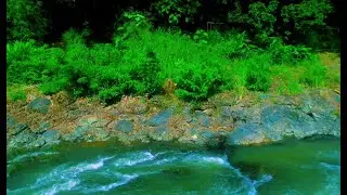 Tranquil River Ambience – Soft Stream and Forest Sounds for Deep Sleep and Inner Peace