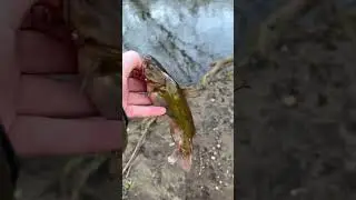 My 2nd fish of the year