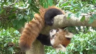レッサーパンダ　降りられないかえでちゃん　たすけにいくの？カイトくん　【西山動物園】