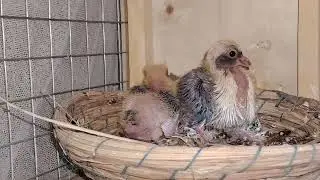قصة طيرة وفحل - The story of a pair of pigeons -  一對鴿子的故事- История пары голубей