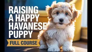 Raising a Happy Havanese Puppy &ndash; The First 12 Months 🐾