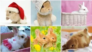 rabbit pictures|rabbit dp image|rabbit WhatsApp dp pictures|rabbit photos|bunny images|bunny cute dp