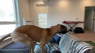 Great Dane SloMo   Jumping Over Couch #greatdane #slomo
