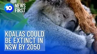 Koalas Could Become Extinct In NSW By 2050 | 10 News First