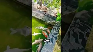 Why Your Koi Might Be Dying. Common Pond Problems to Watch For #shorts #koipond #epiccatch