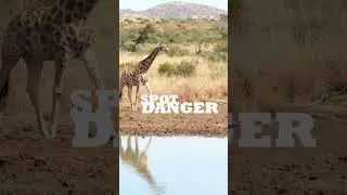 Unlikely friendships: Giraffe and Ostrich