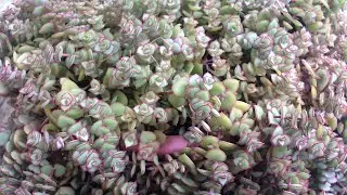 SUCULENTA CRASSULA PELUCIDA MARGINALIS - DICAS DE COMO CUIDAR
