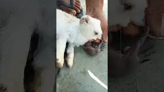 Feeding cute newborn  rabbit babies