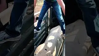 #бык