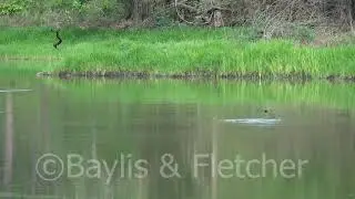 Birds belly-dipping, Cambodia. 20190512_162356.m2ts