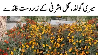 Marigold Health Benefits In Urdu | Marigold Tea Benefits In Urdu | Mustanad Totkay | #marigold 
