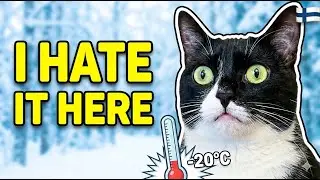 Why British Cats Should NEVER Move To Finland 🇫🇮❄️