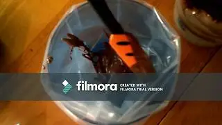 Sucette en Chocolat