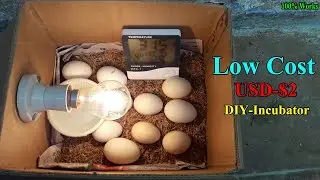 DIY How to Make Egg Incubator With Cardboard Box | 100% Hatching Eggs