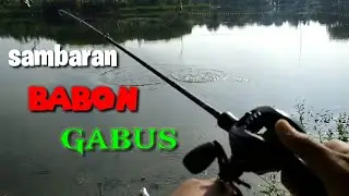 Casting babon snakehead