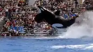 Killer Whale Culture | BBC Studios