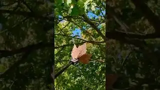 Floating Leaf 360 Camera Video Idea With Insta360 X5