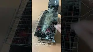 Grill fish barramundi charcoal #short