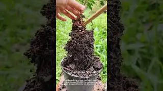 Root raising technique to continue to be Koh Hin #top #treding #tree #tips  #shortvideo #vairalvideo