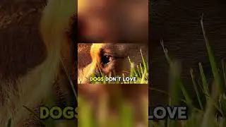 Dog Behavior Explained 🐶 Why Dogs Get Zoomies After Bath