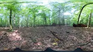 Forest Space - Forest Video 360 in 5K (twelfth place)