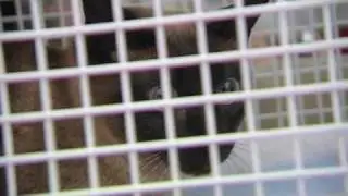 Tierambulanz - Stubentiger Reika