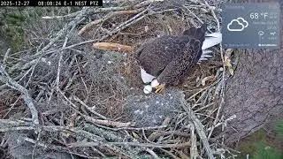KNF E-1 - 2025.12.27 - Louis II defends eggs and nest from a subadult intruder