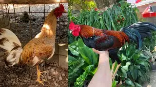 Visitando el criadero de gallos y gallinas súper finas