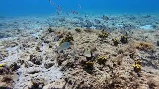 Dive With Me &ndash; A Cloud of Two-Banded Sea Bream Over the Reef 🐟💛