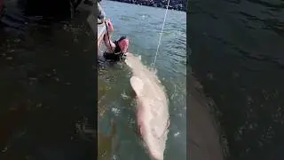 Columbia River GIANT Sturgeon!!! #wow #amazing #shorts #crazy #fishing #rivermonsters