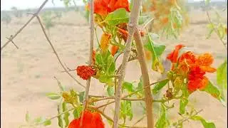 Tecomella Undulata Tree🌺 || Roheero Plant || Desert Plant || Desert Flowering Plants