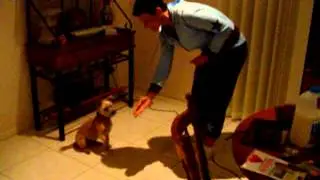 Dr Cam's circle of commands for dogs