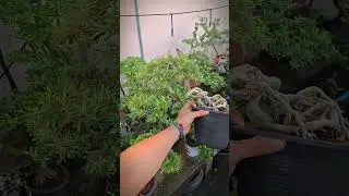 #ConceptPRO🌲🌲🌲#Bonsai_By_PRO🌳🌳🌳#BonsaiThailand🇹🇭🇹🇭🇹🇭#Bonsai🌿🌿🌿 #video🌼🌼🌼#hot💐💐💐 #disign🌺🌺🌺