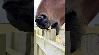 Why Horses Bite Wood