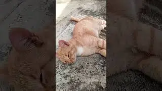 DONENG DONAT SANTAY #cat  #imut #pets #kitten #catvideos #onengthecat #kucinglucu #animals #kitten