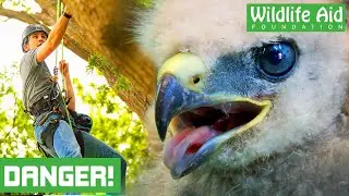 Dangerous SIX STOREY climb to save a baby buzzard!