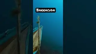 Barracuda🔱🌊 #pescasub #spearfishing #pescasubmarina #barracuda