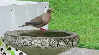 Summer Sights | Bird Bath Watching | Mourning Dove