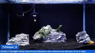10 Gallon Aquarium &mdash; Honey Gourami & Glowlight Tetra Behavior (Live)